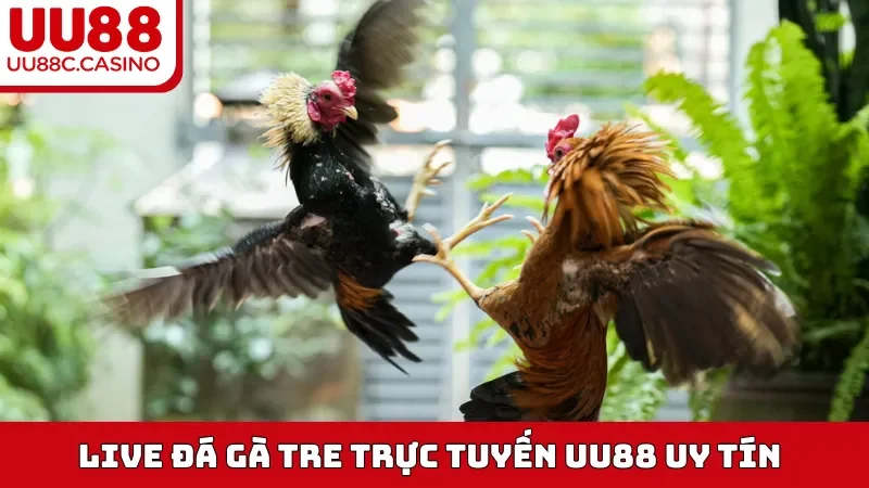 Live Đá Gà Tre trực tuyến UU88 uy tín